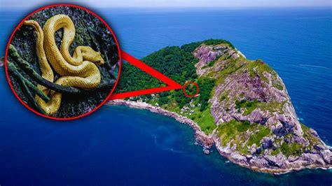 is snake island ukraine full of snakes